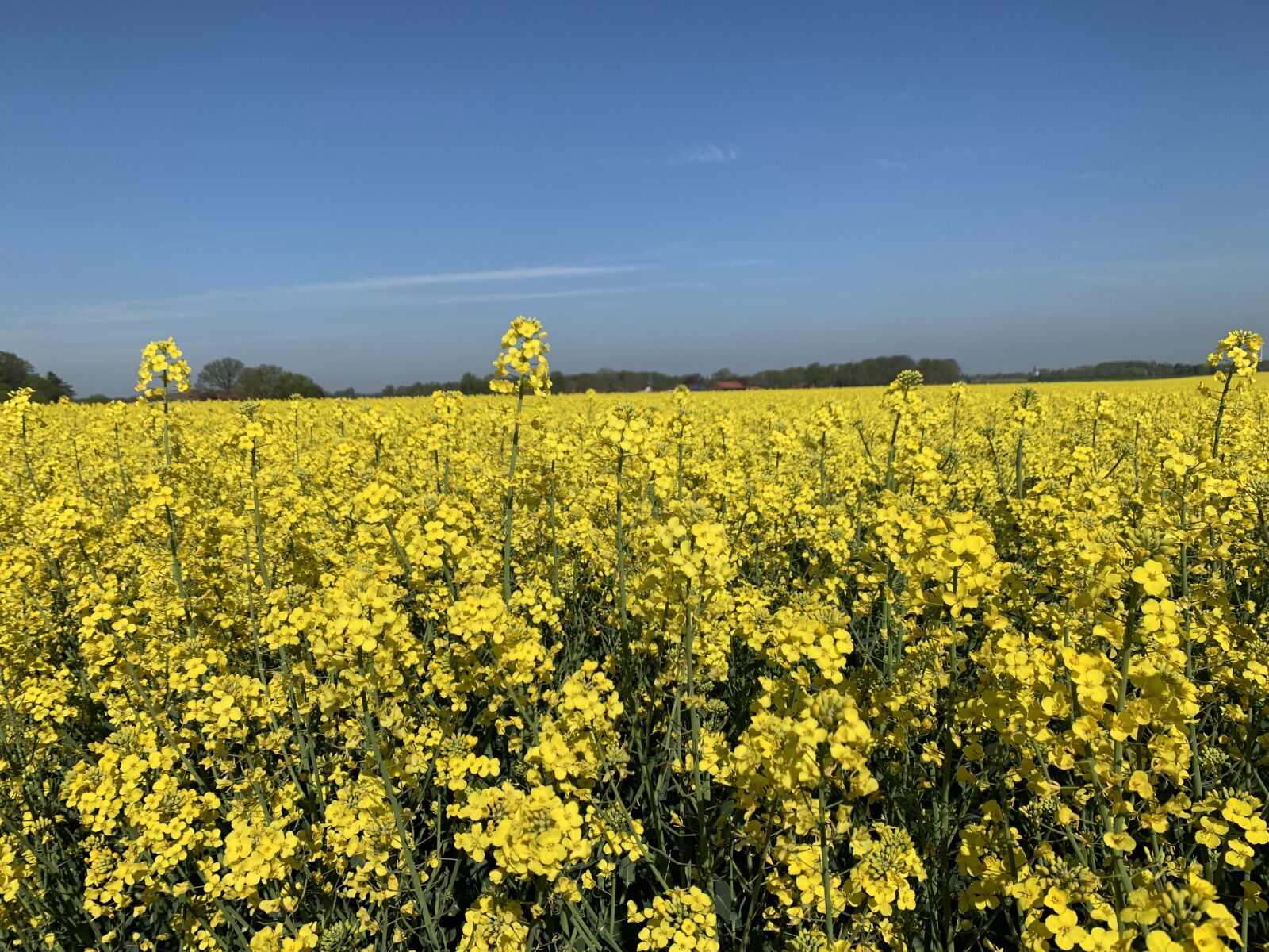 iPhone XS back dual camera 4.25mm f/1.8 sample photo. Oilseed rape, money, blossom photography