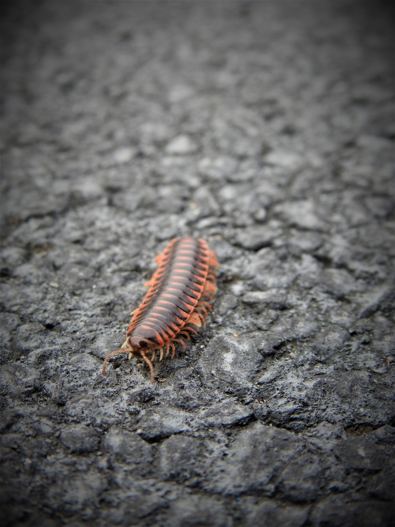 Nikon Coolpix P900 sample photo. Centipede, insect, animal photography