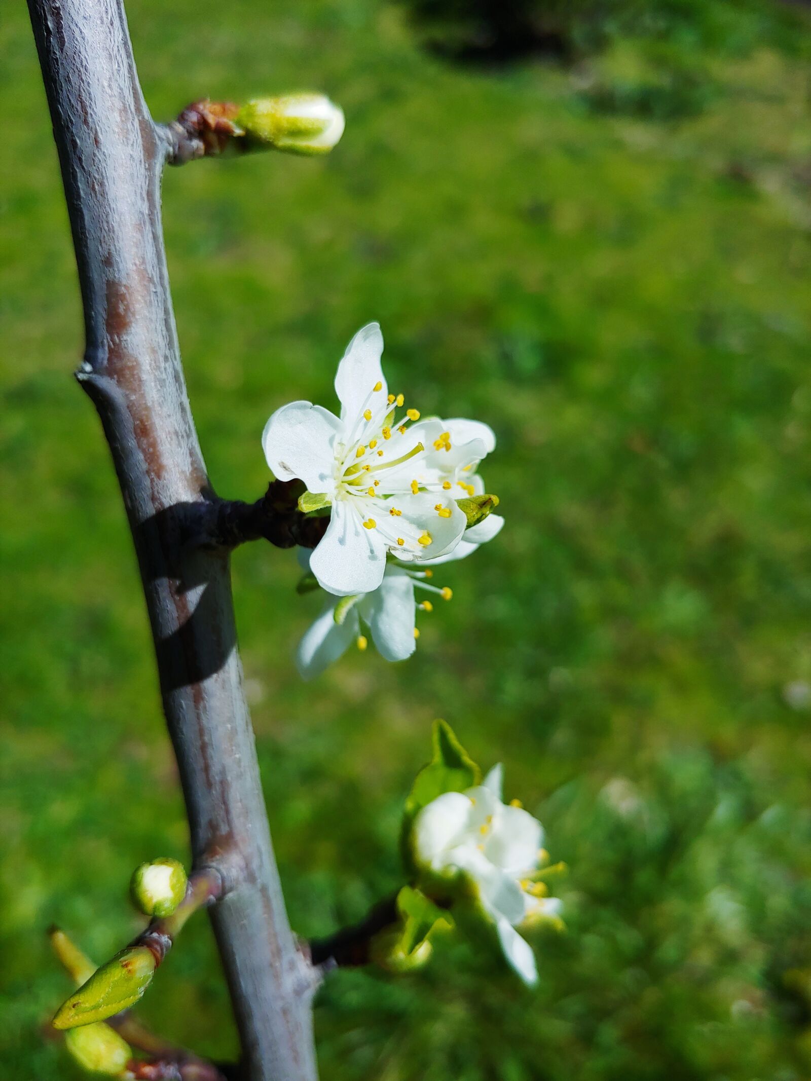 LG G7 THINQ sample photo. Flower, white, branch photography