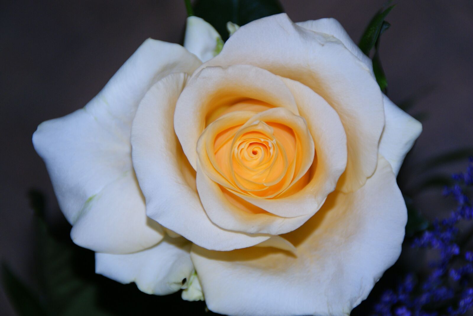 Sony Alpha DSLR-A300 sample photo. Rose, yellow, orange photography