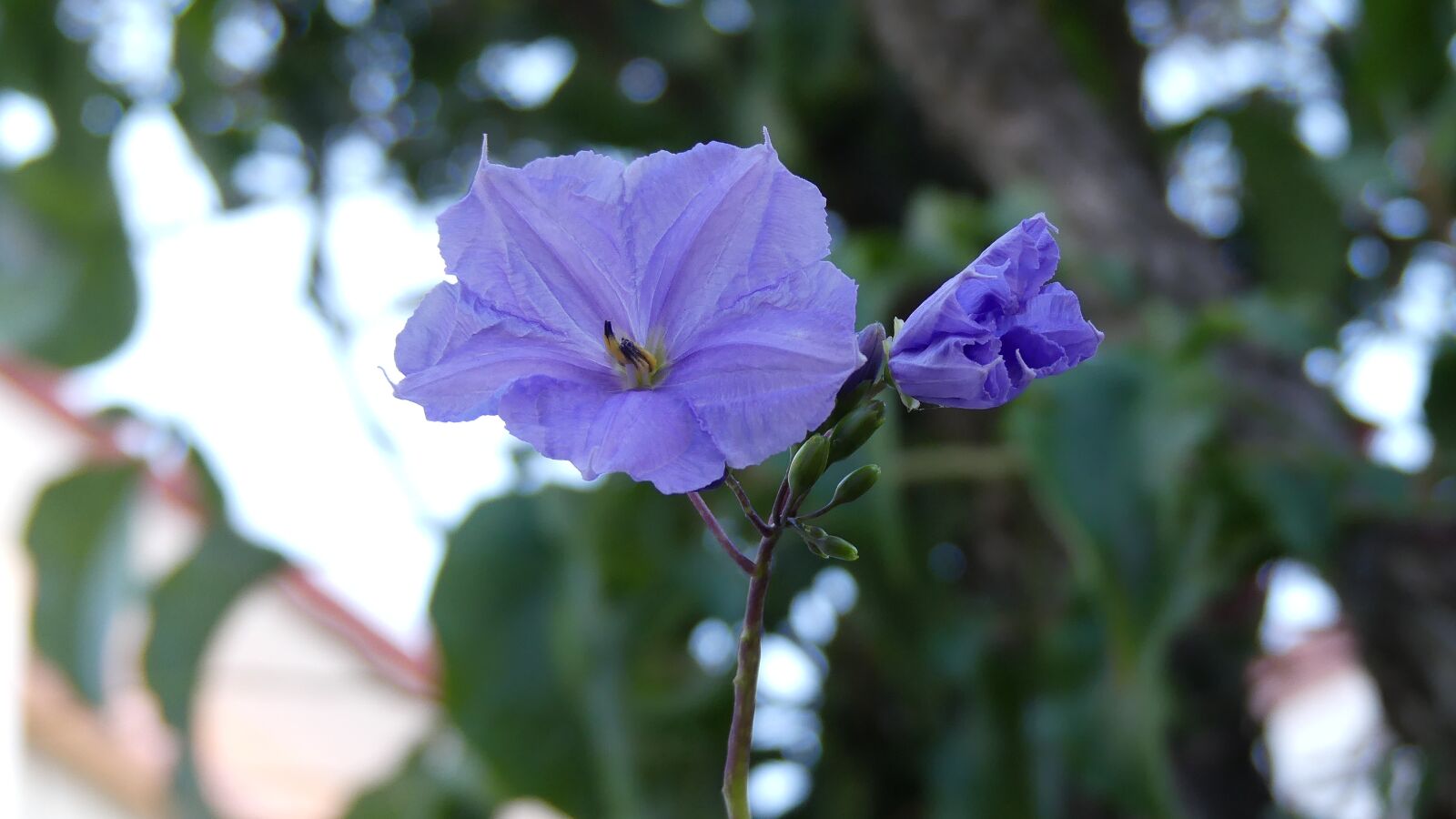 Panasonic Lumix DMC-FZ300 sample photo. Flor, naturaleza, planta photography