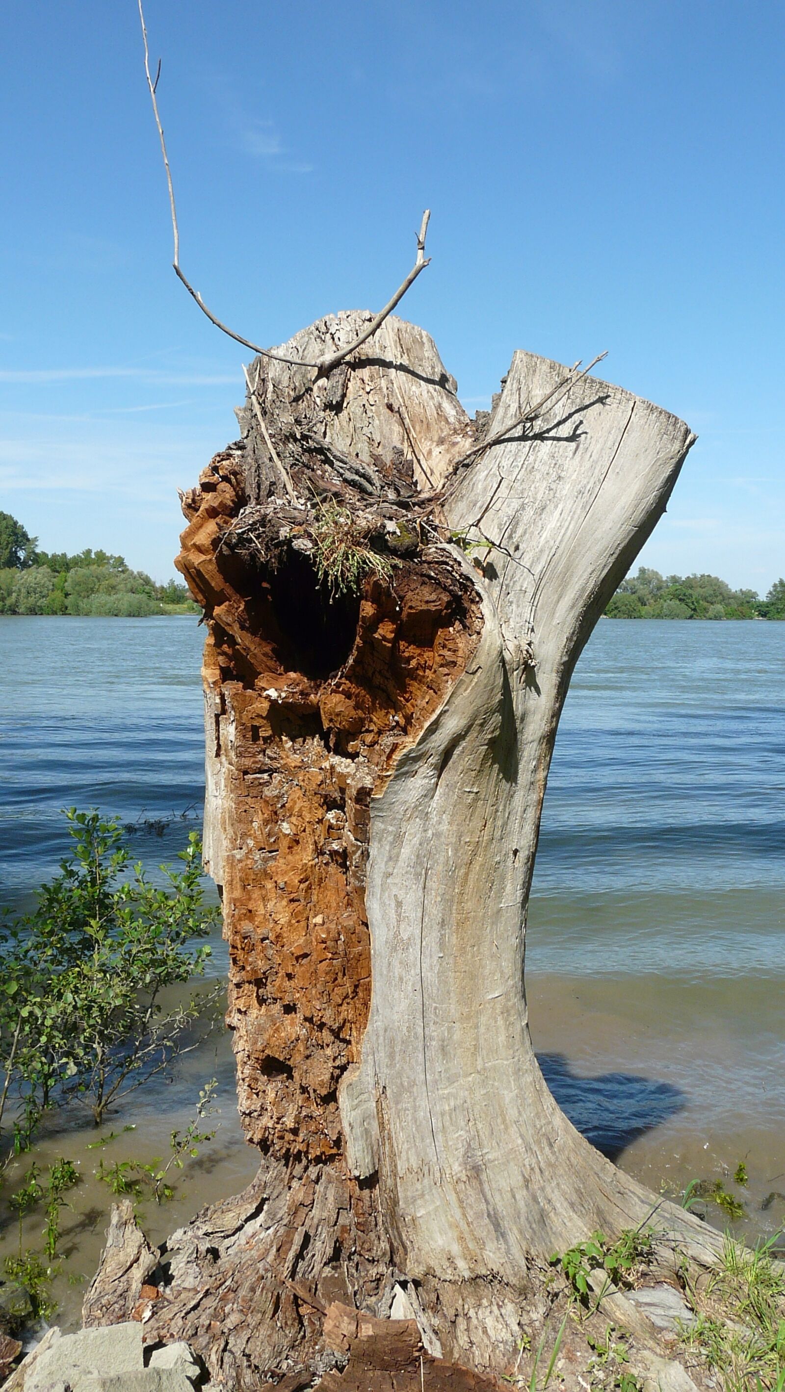Panasonic DMC-FZ18 sample photo. Tree stump, tree, weathered photography