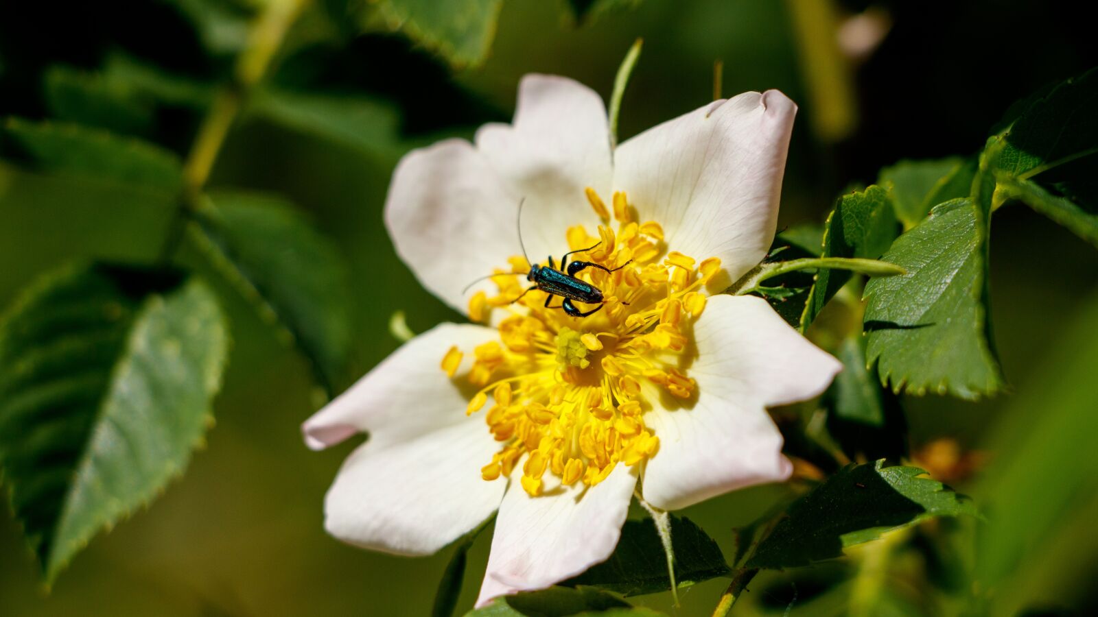 Canon EF-S 18-135mm F3.5-5.6 IS USM sample photo. Beetle, flower, insect photography