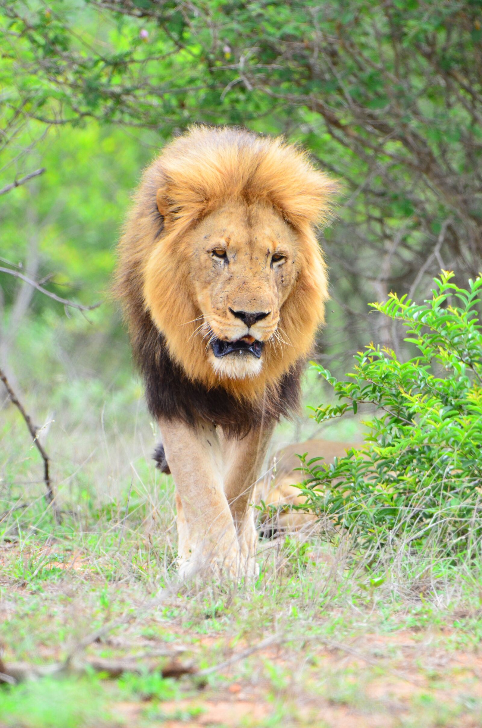 Nikon D7000 sample photo. Wildlife, lion, kruger national photography