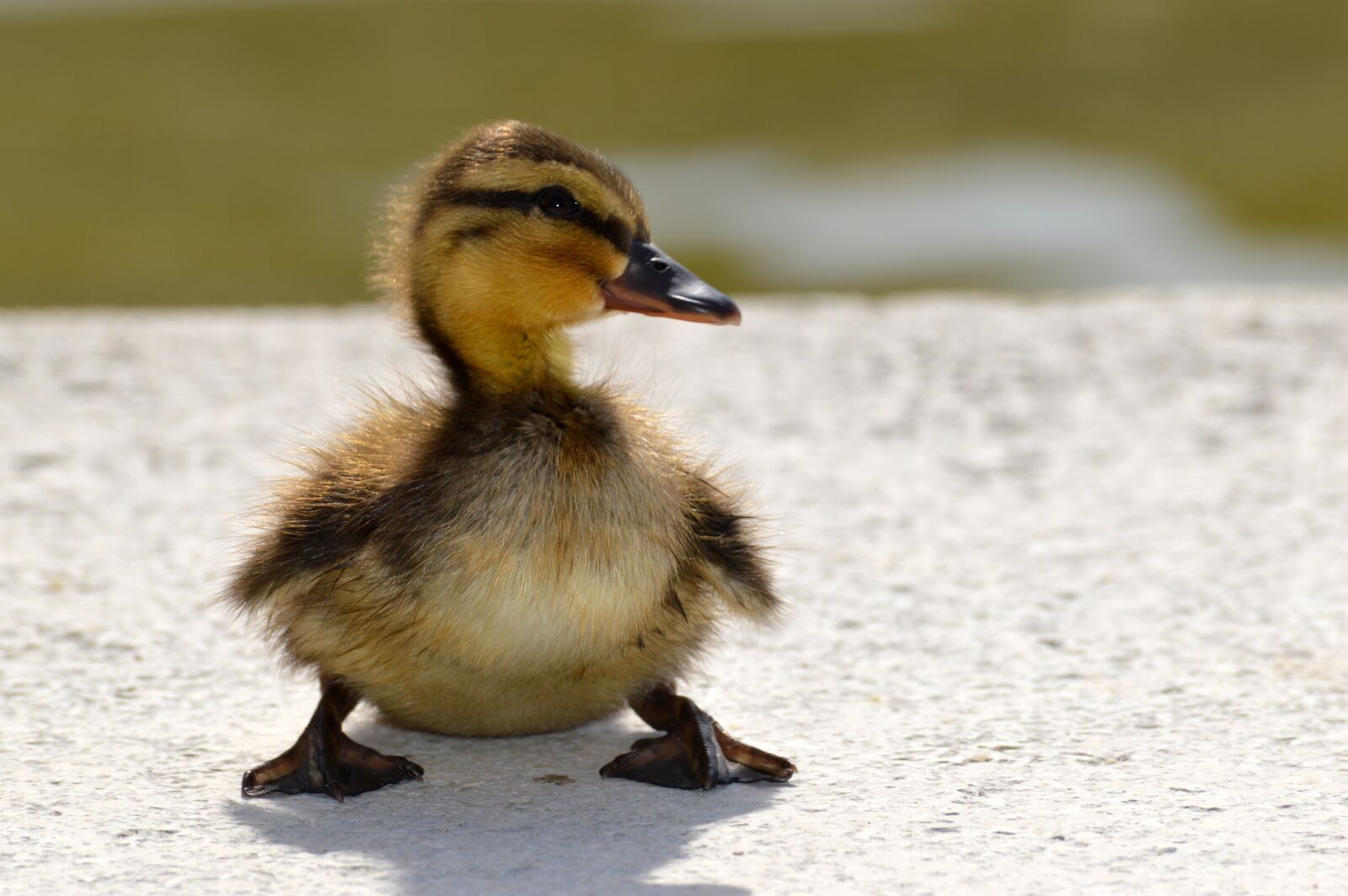 Nikon D3200 sample photo. Duckling, flakes, lakeside photography