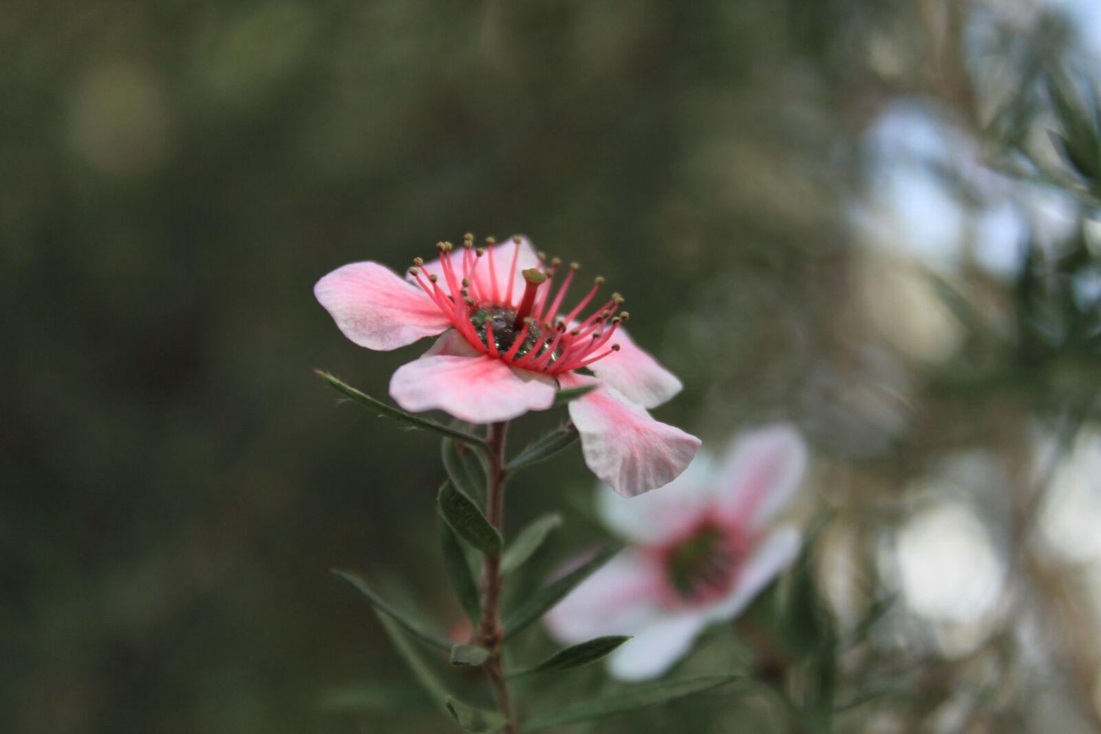 Canon EOS 500D (EOS Rebel T1i / EOS Kiss X3) sample photo. Flowers, cactus, plants photography