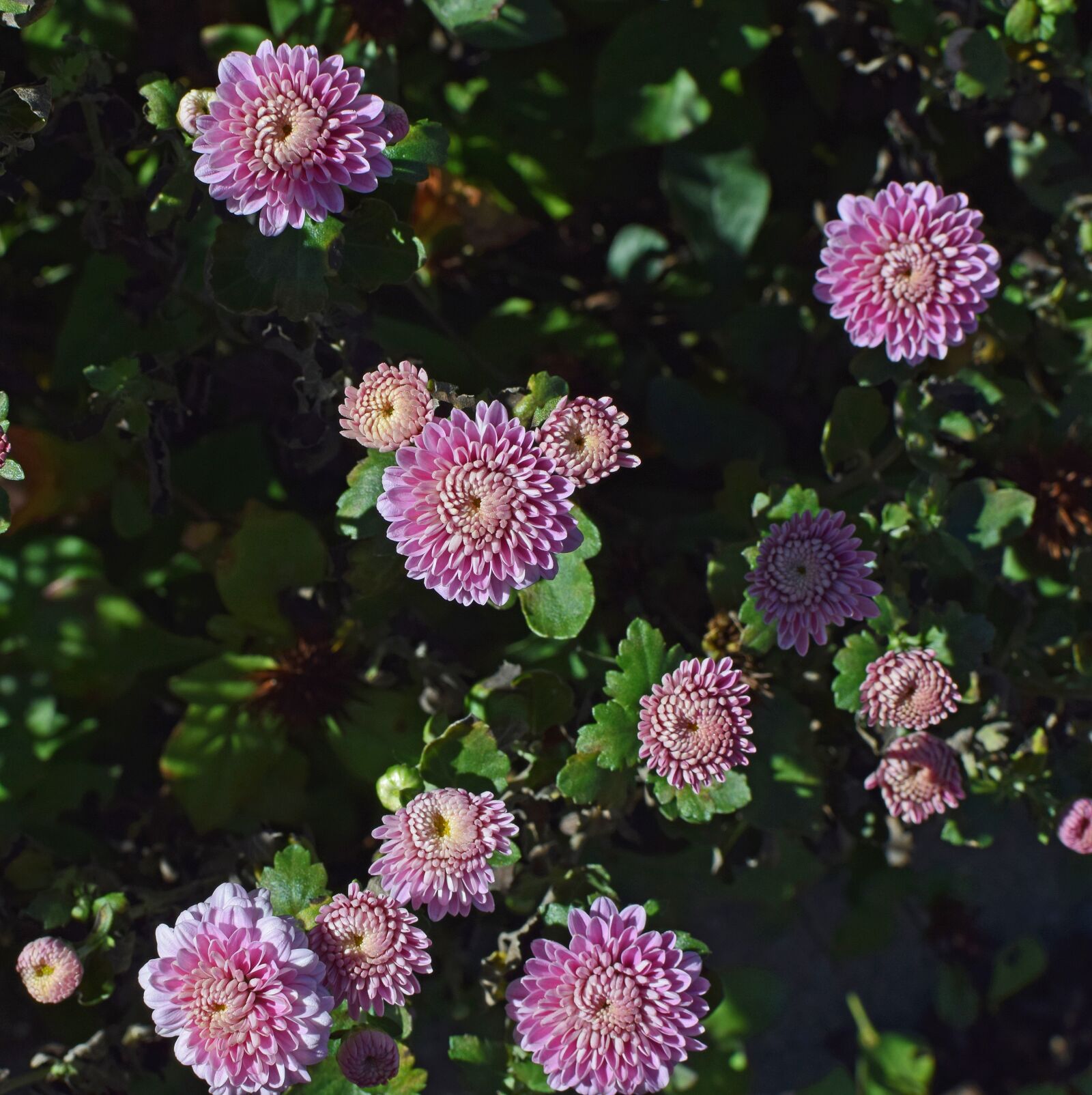 Nikon D3300 sample photo. Fall pink-purple mums, chrysanthemum photography