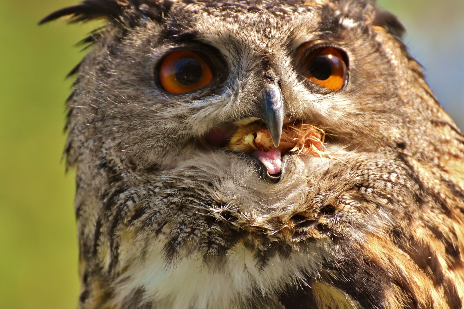 Nikon D7200 sample photo. Owl, bird, feather photography