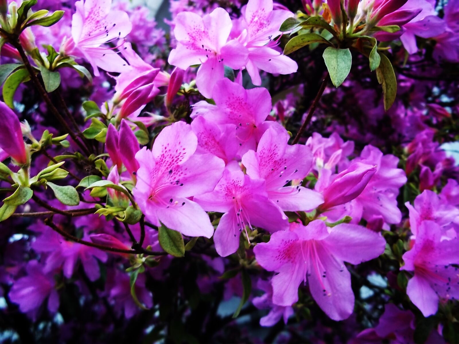Kodak EASYSHARE M530 DIGITAL CAMERA sample photo. Beautiful, flowers, colours, flowers photography