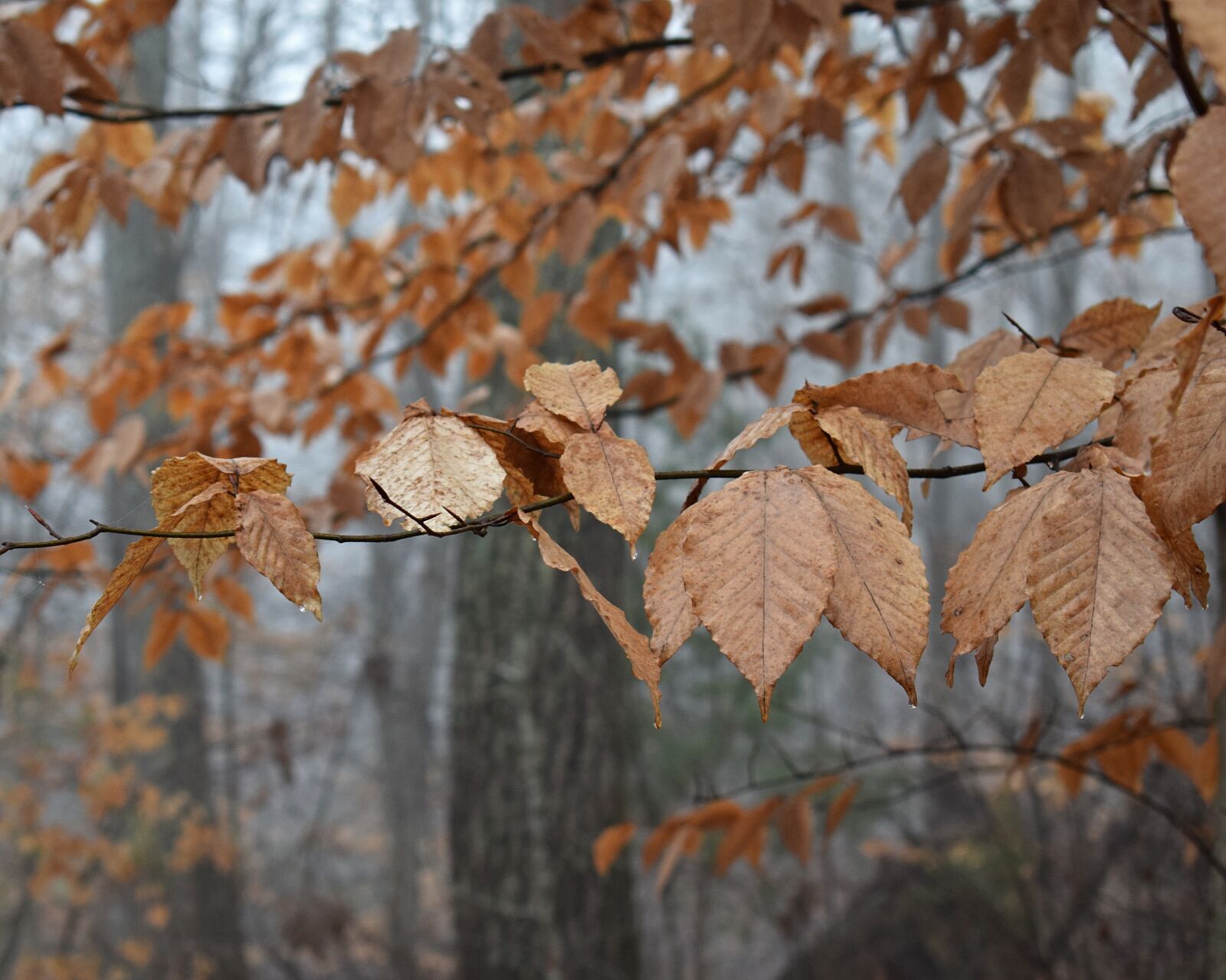 Nikon D3300 sample photo. Beech leaves, beech, tree photography