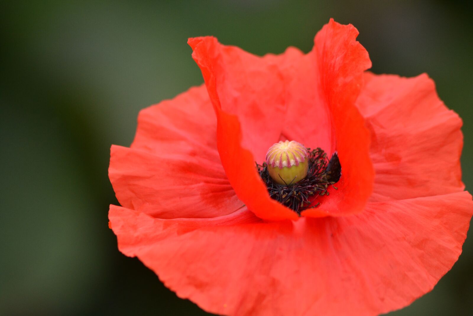 Nikon D3100 sample photo. Flower, plant, poppy photography