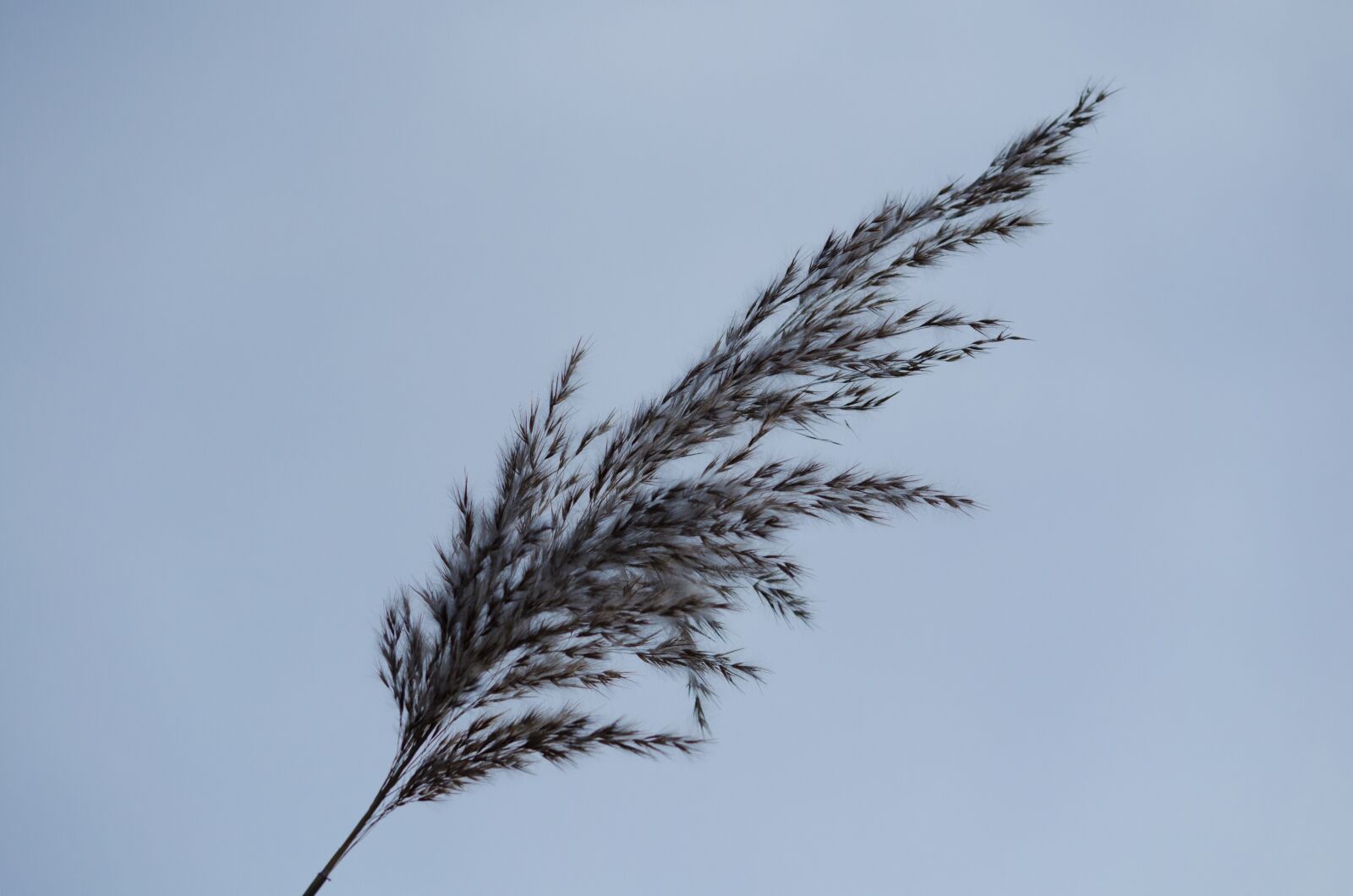 Nikon D5100 sample photo. Reed, nature, grass photography