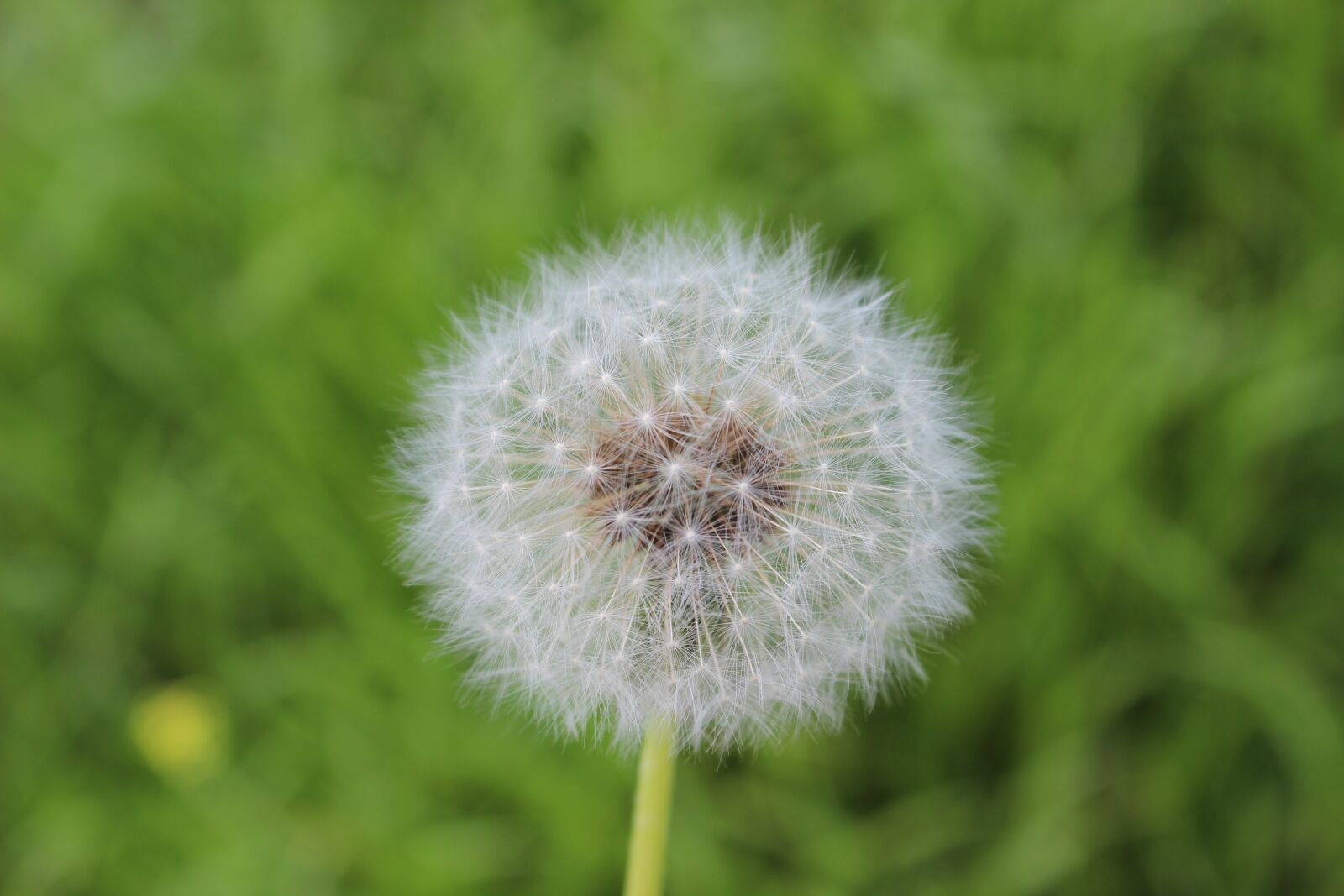 Canon EOS 600D (Rebel EOS T3i / EOS Kiss X5) sample photo. Flower, nature, pollen photography