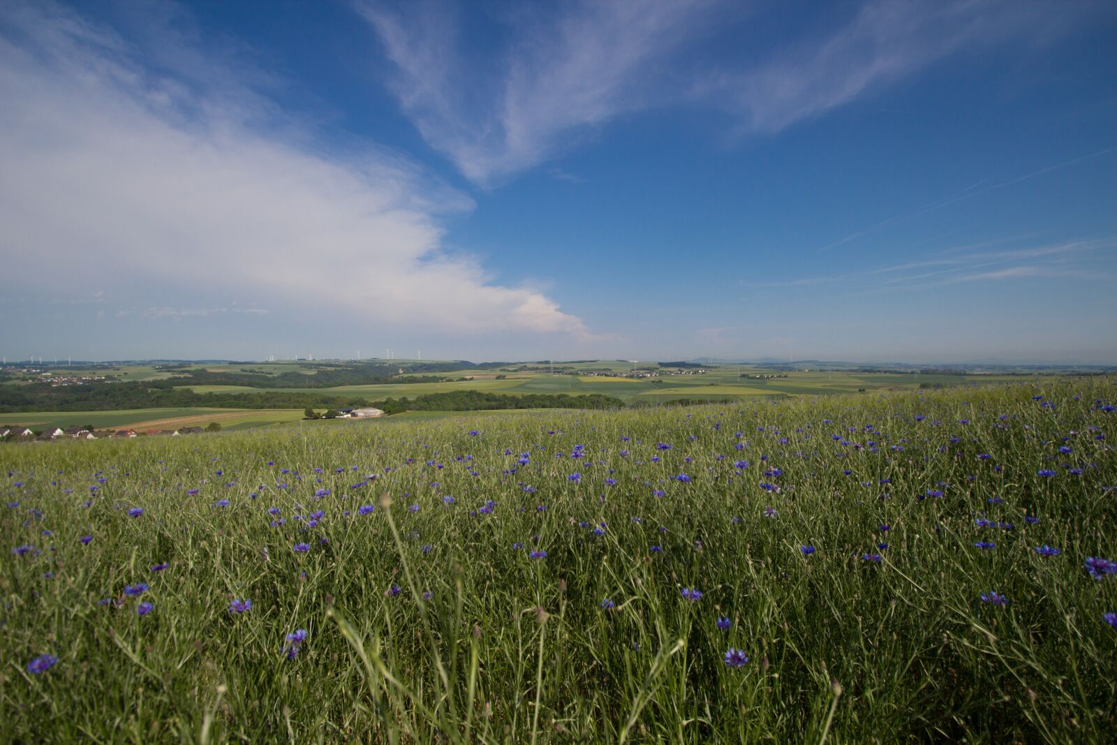 Canon EOS 600D (Rebel EOS T3i / EOS Kiss X5) sample photo. Summer, field, sky photography