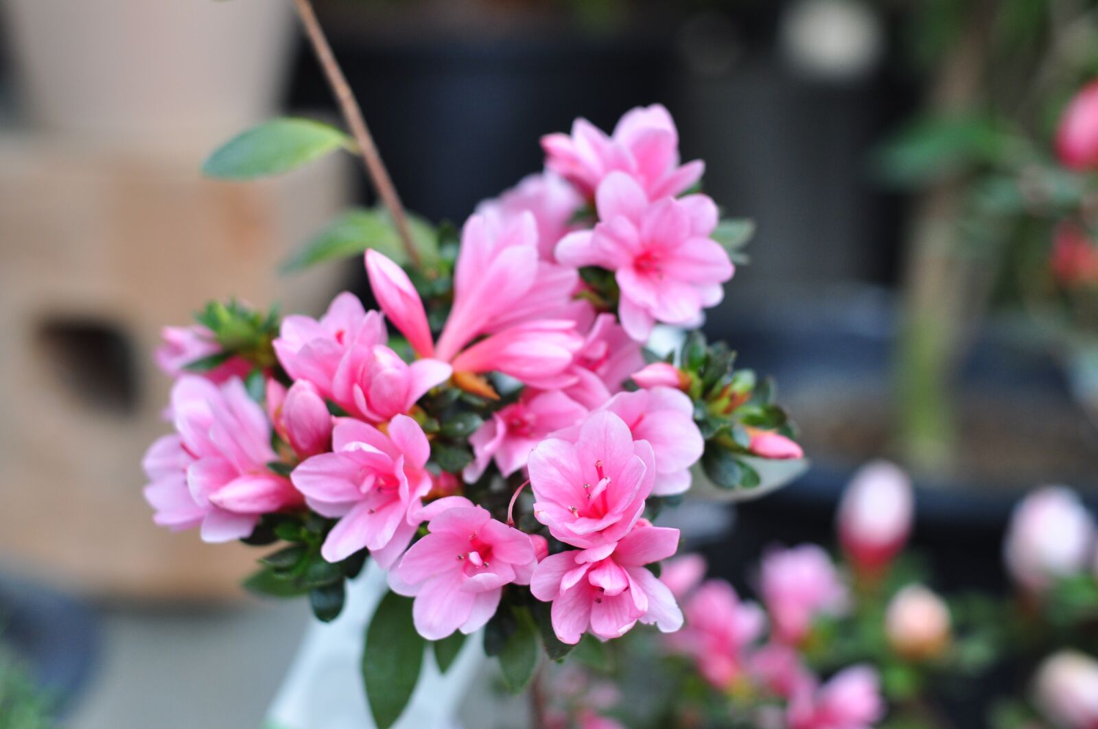 Nikon D90 sample photo. Flowers, spring, nature photography