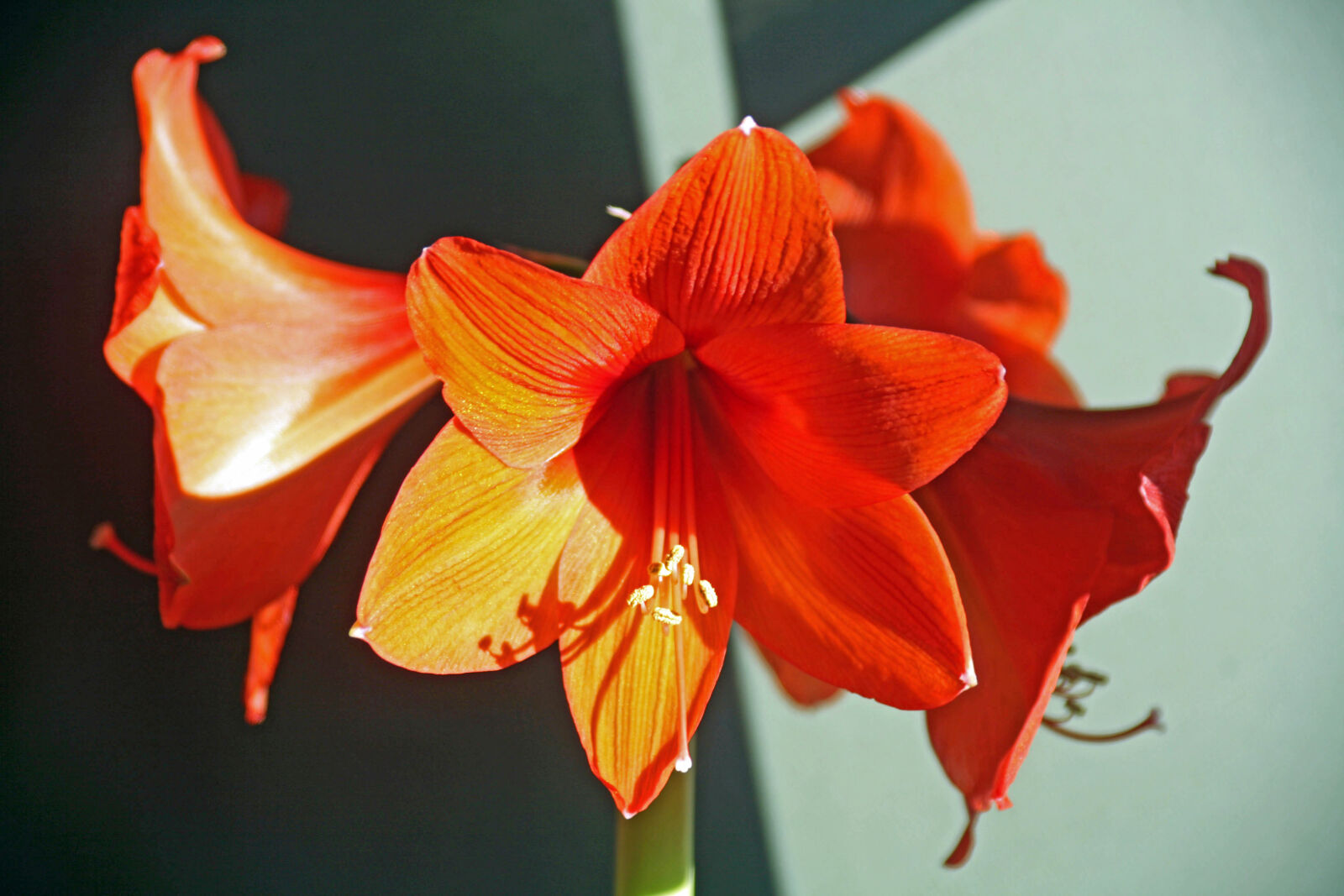 Tamron AF 28-200mm F3.8-5.6 XR Di Aspherical (IF) Macro sample photo. Amaryllis, beautiful, flowers photography