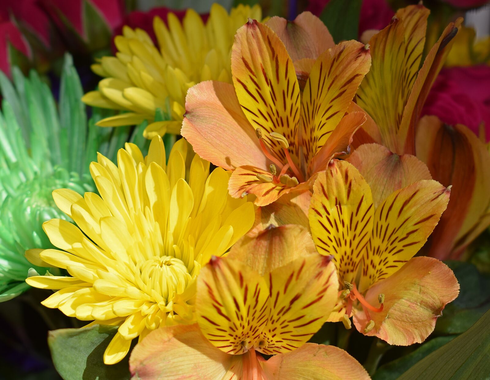 Nikon D3300 sample photo. Alstroemeria, peruvian lily, chrysanthemum photography