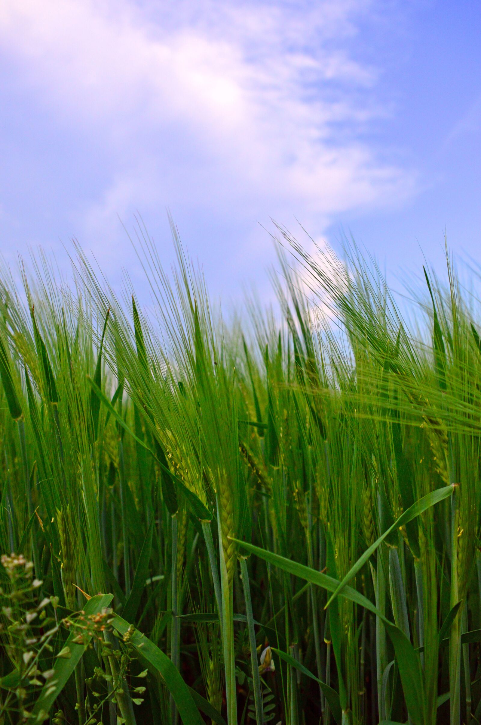 Nikon D3200 sample photo. Lawn, field, meadow photography