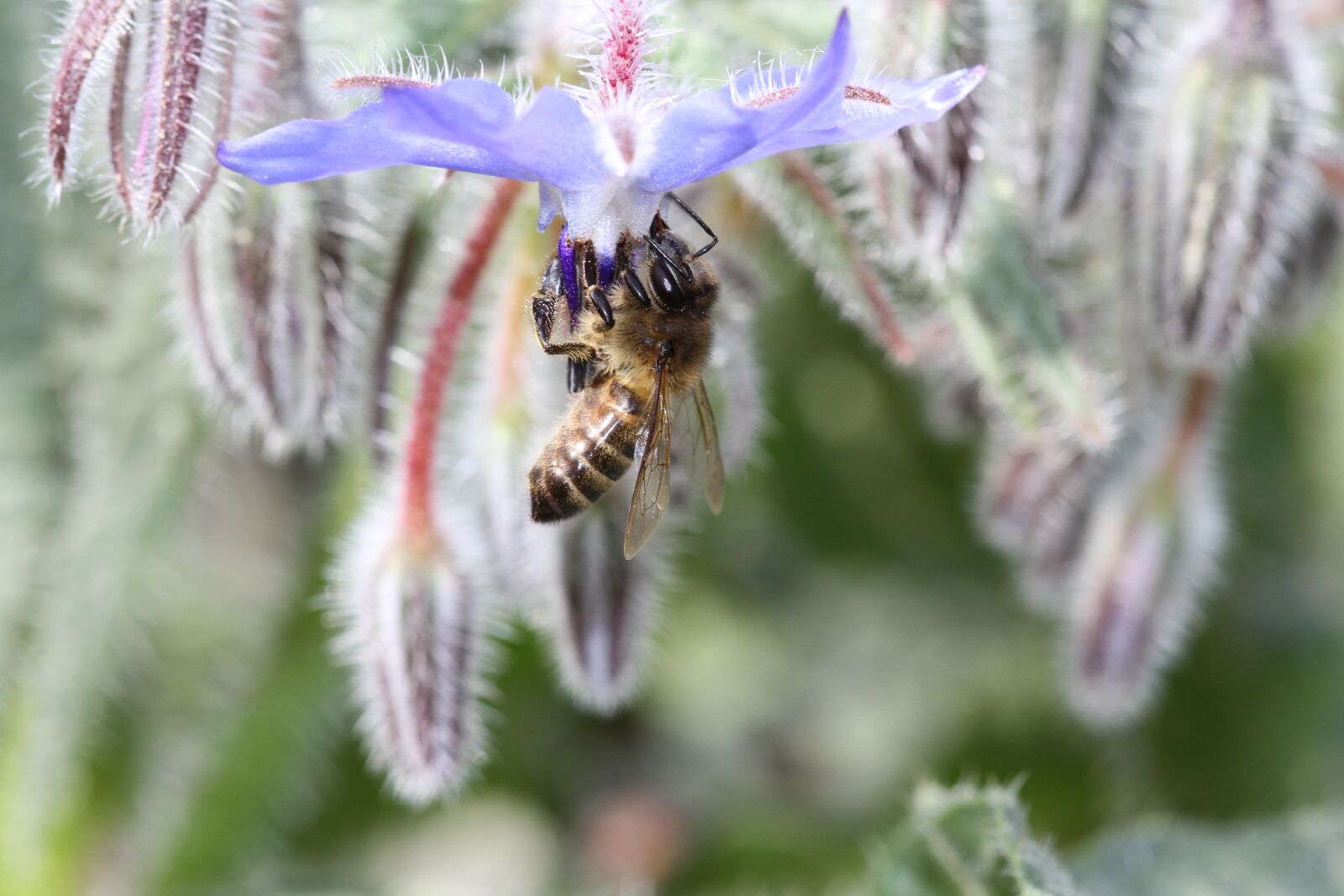Canon EOS 7D sample photo. Bee, honey, flower photography