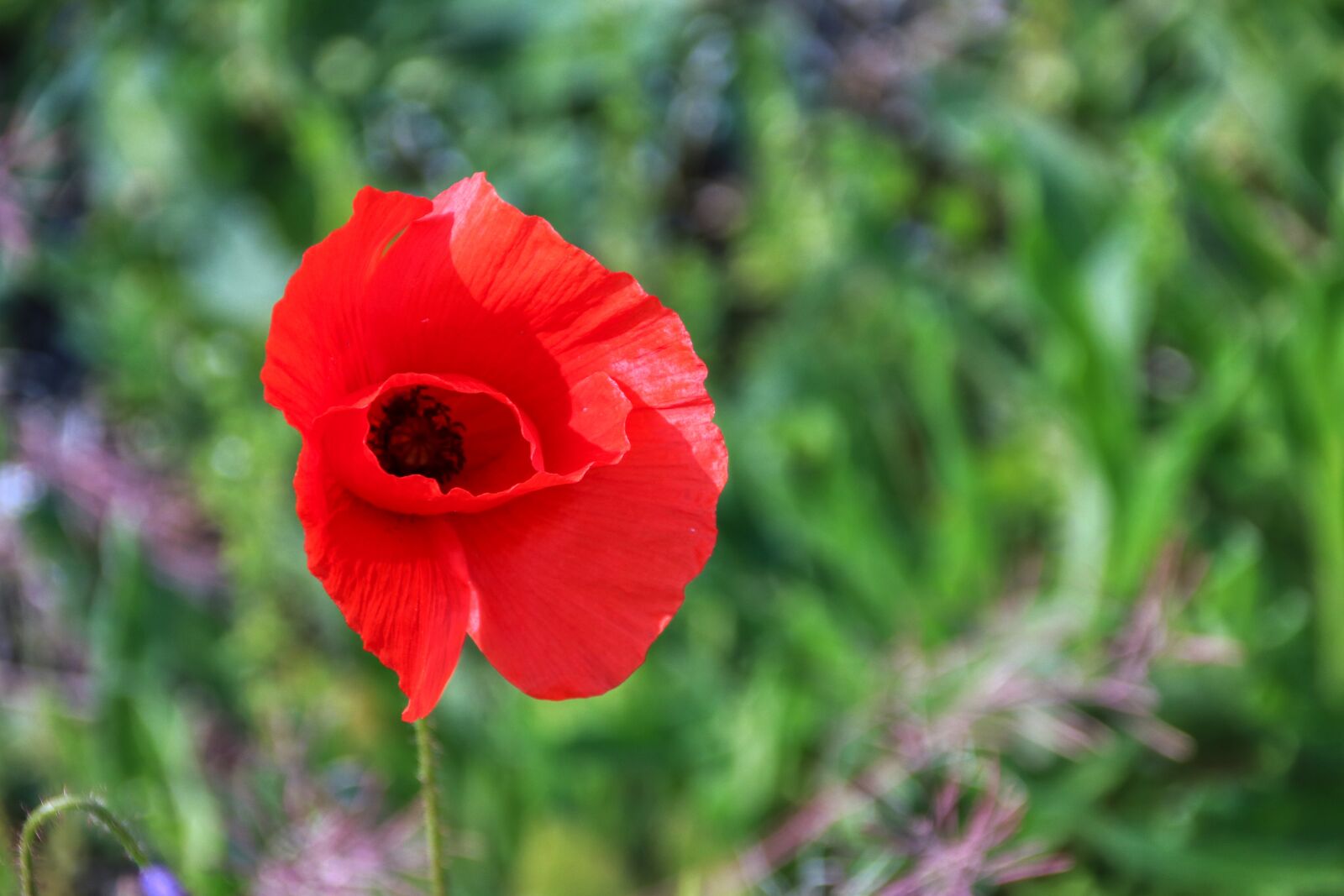 Canon EOS 80D sample photo. Poppy, flower, red photography
