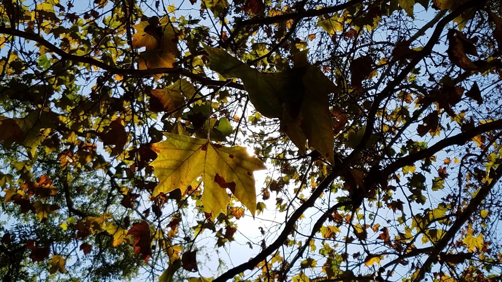 Samsung Galaxy S7 sample photo. Leaves, dried, winter photography
