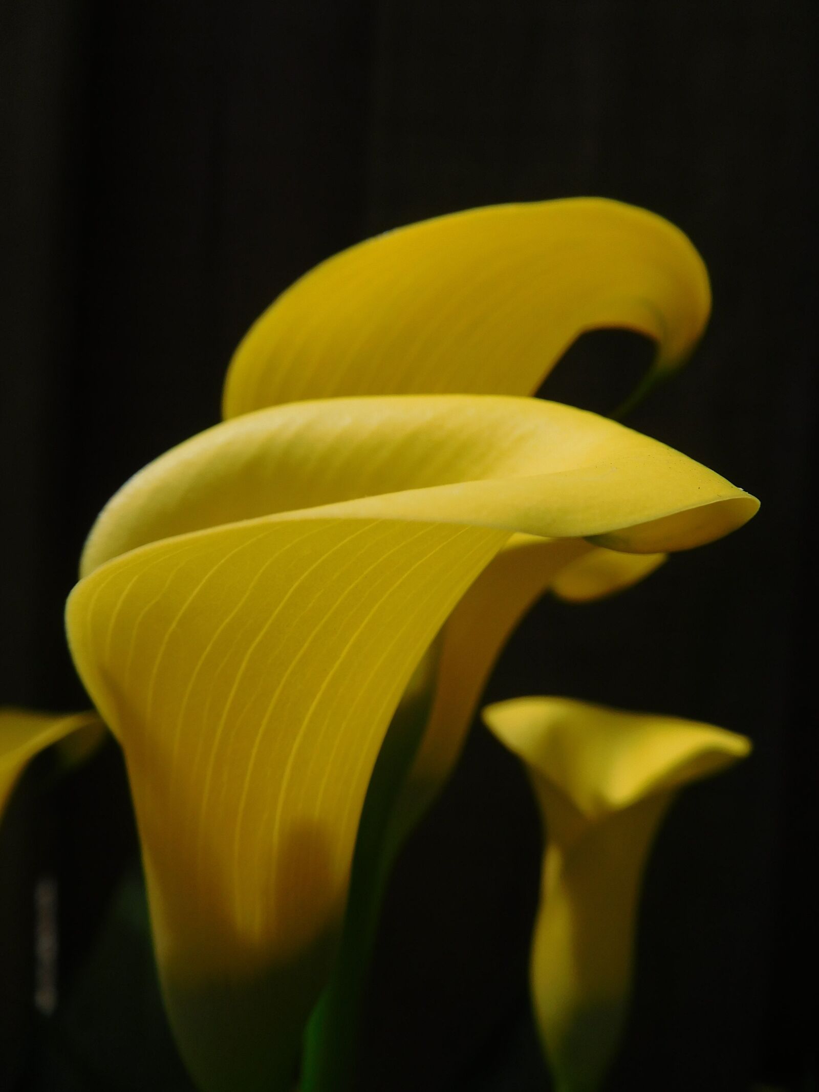Nikon Coolpix S7000 sample photo. Lily, calla lily, flower photography