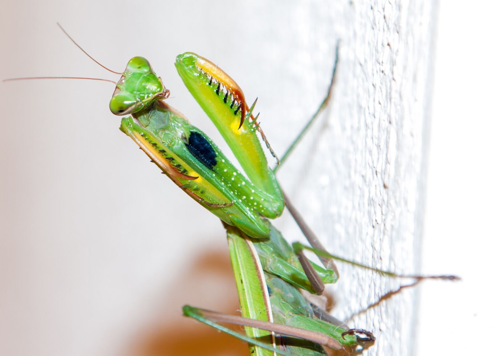 Canon EOS 400D (EOS Digital Rebel XTi / EOS Kiss Digital X) sample photo. Praying mantis, animals, insect photography