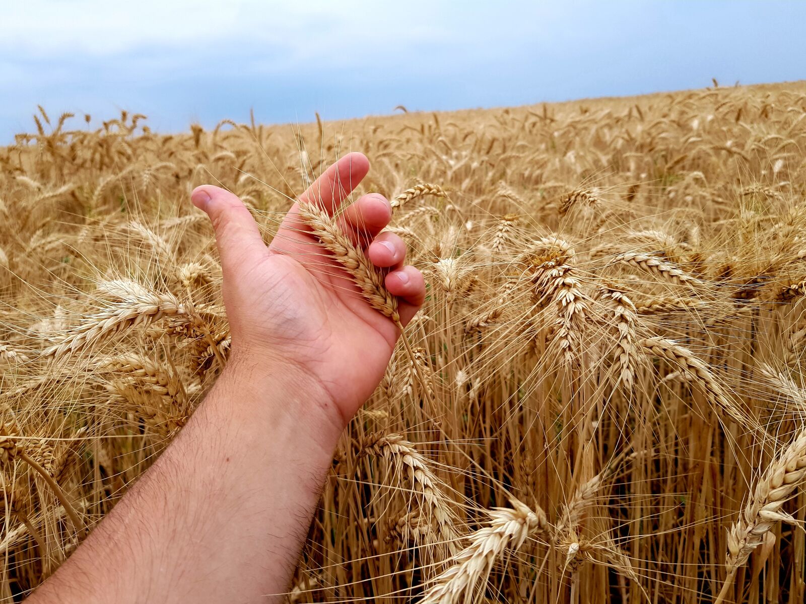 Samsung Galaxy S8+ sample photo. Field, wheat, grain photography