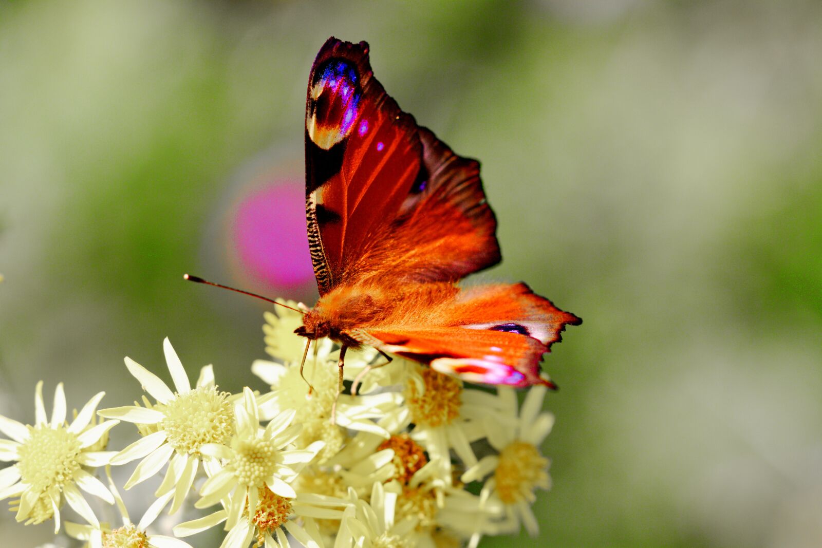 Canon EOS 50D sample photo. Nature, insect, butterfly photography