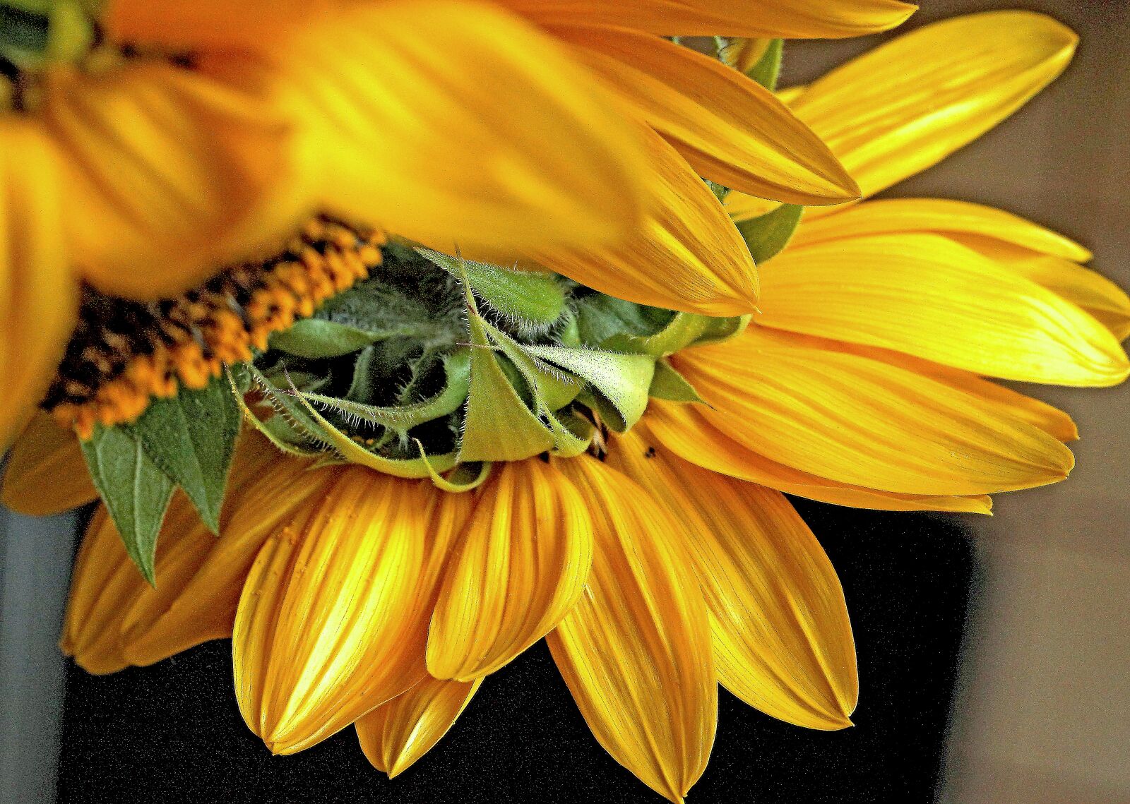 Canon EOS 5D Mark II sample photo. Sunflower, flower, yellow flower photography