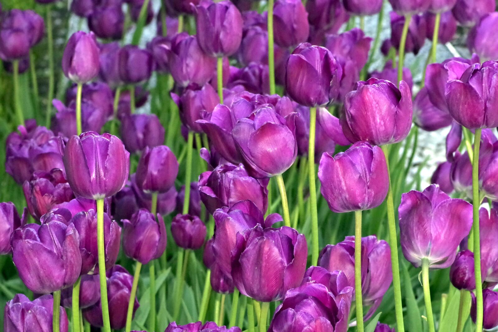 Pentax K-S2 sample photo. Tulips, violet, garden photography