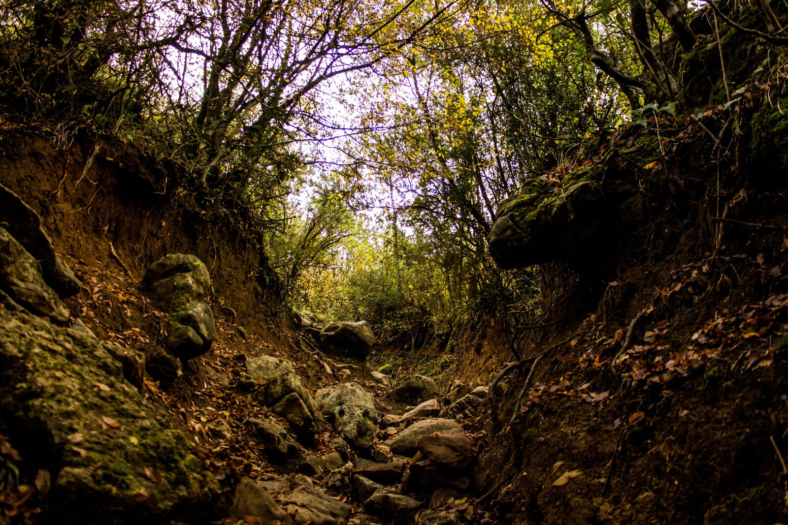 Canon EOS 600D (Rebel EOS T3i / EOS Kiss X5) sample photo. Nature, landscape, forest photography