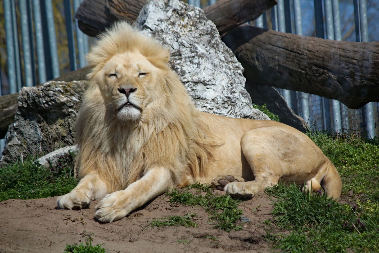 Canon EOS 550D (EOS Rebel T2i / EOS Kiss X4) sample photo. The lion, white, african photography