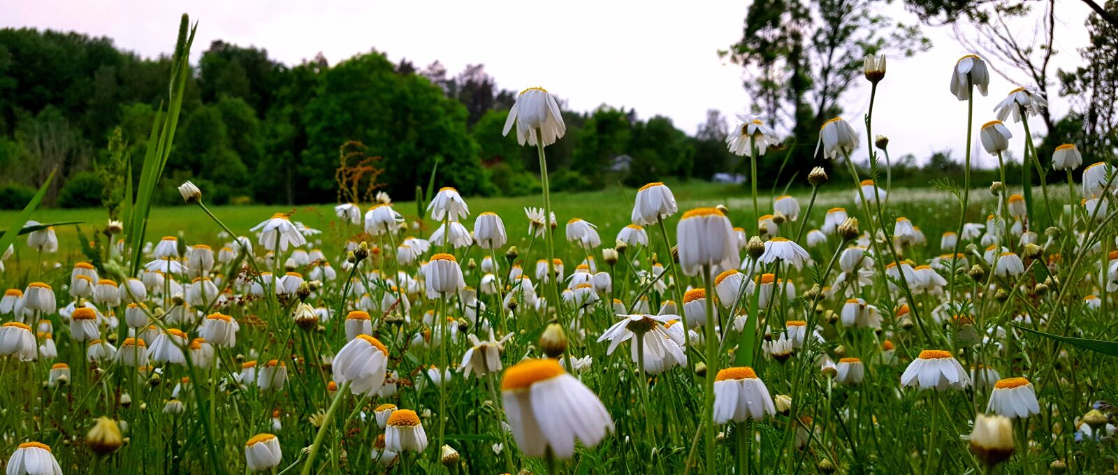 Samsung Galaxy S6 sample photo. Daisy, flowers, field photography