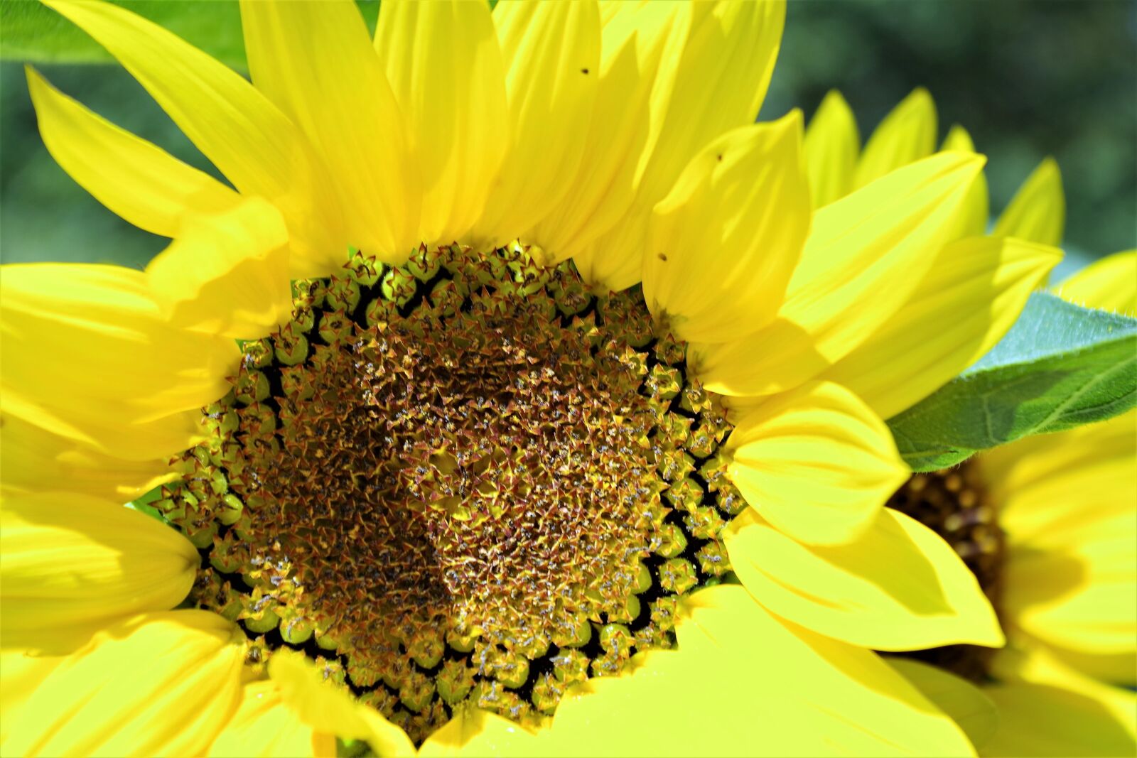 Pentax K-S2 sample photo. Sunflower, yellow, summer photography