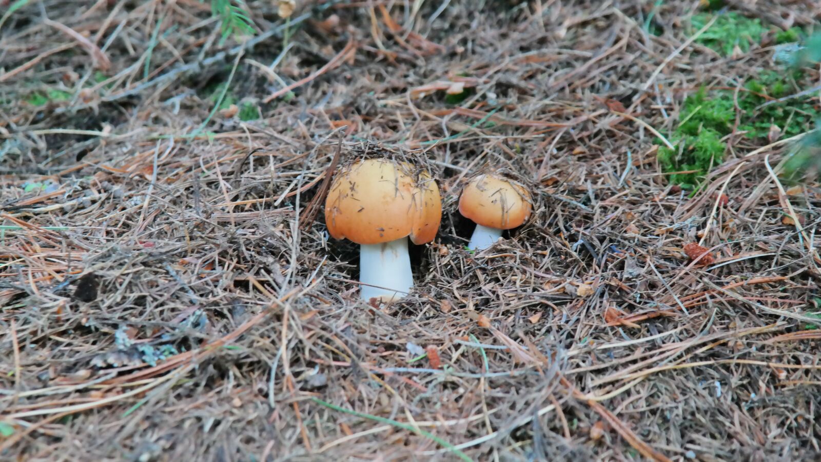 Samsung NX300 sample photo. Mushrooms, nature, fungi photography