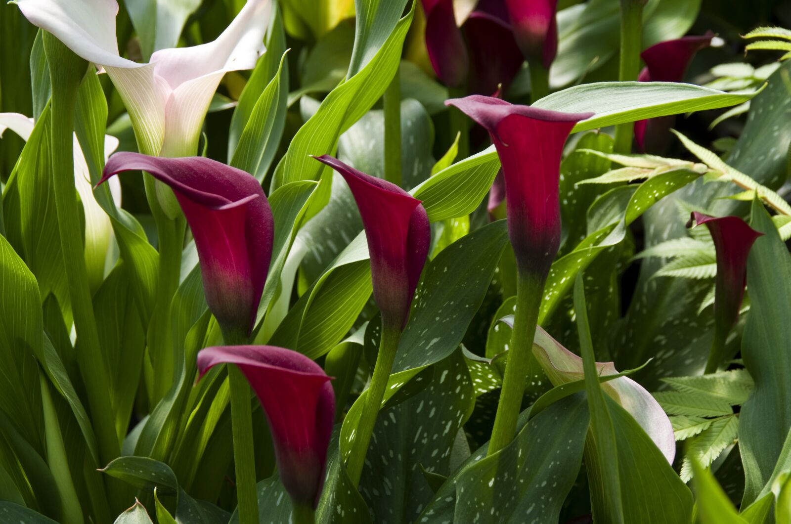 Pentax K-50 sample photo. Nature, plant, garden photography