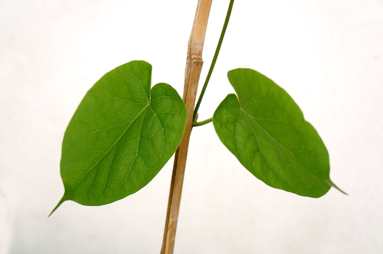 Sony Alpha NEX-F3 + Sony E 18-55mm F3.5-5.6 OSS sample photo. Green leaf, lungs, background photography