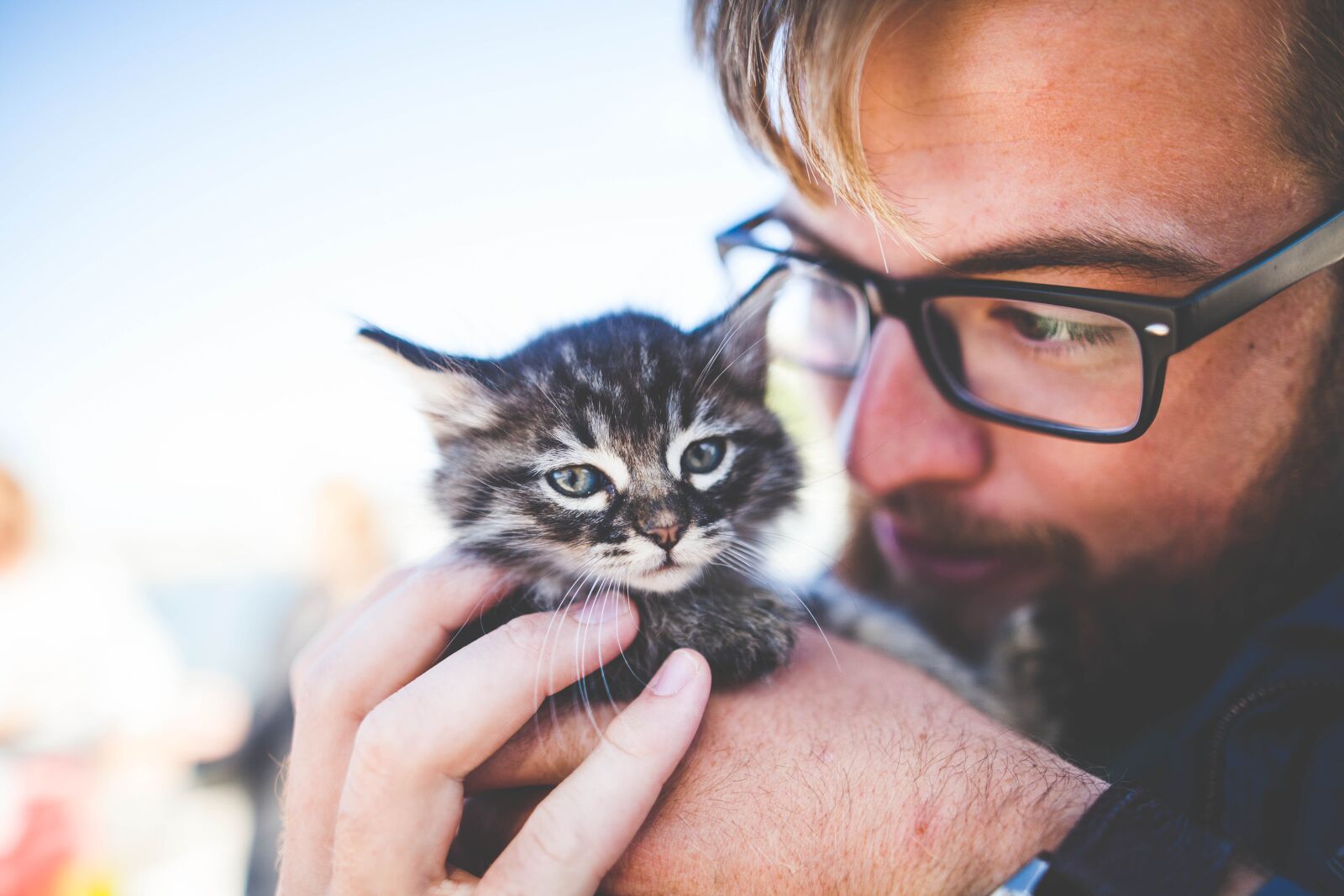 Canon EOS 5D Mark II sample photo. Adorable, animal, cat photography