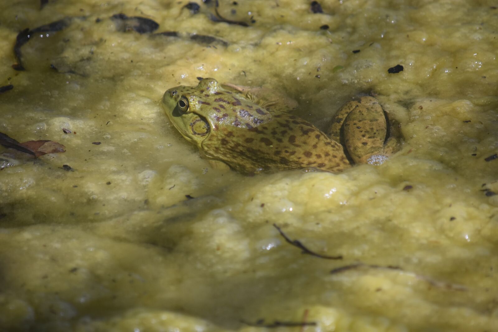 Nikon D3400 sample photo. Frog, pond, animal photography