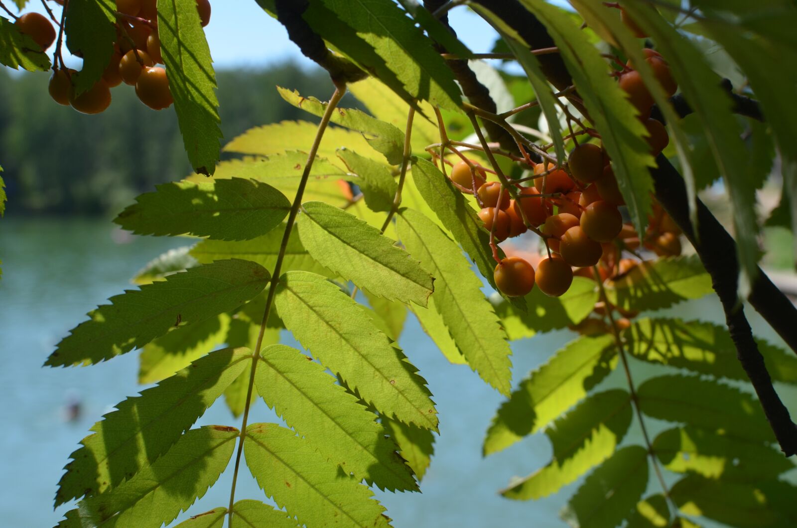Nikon D5100 sample photo. Nature, rowan, bright photography