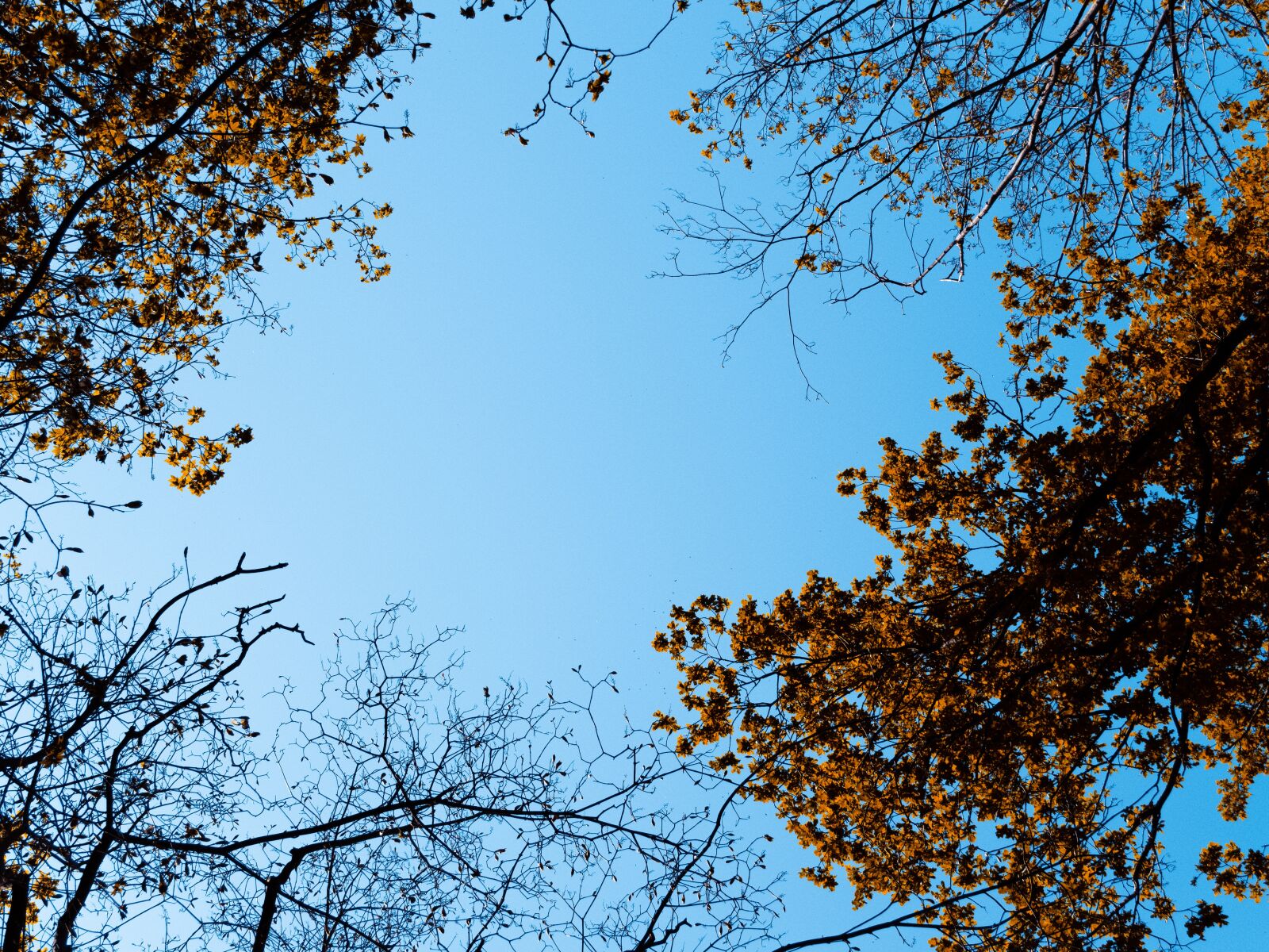 Olympus PEN E-PL9 sample photo. Trees, forest, top photography