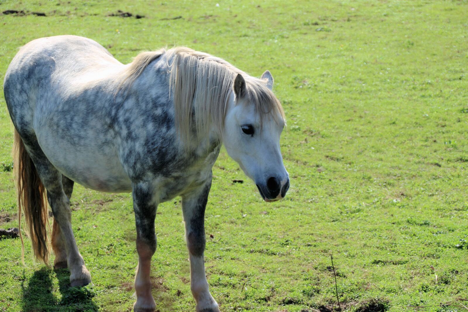 Canon EOS 100D (EOS Rebel SL1 / EOS Kiss X7) sample photo. Dapple grey pony, pony photography
