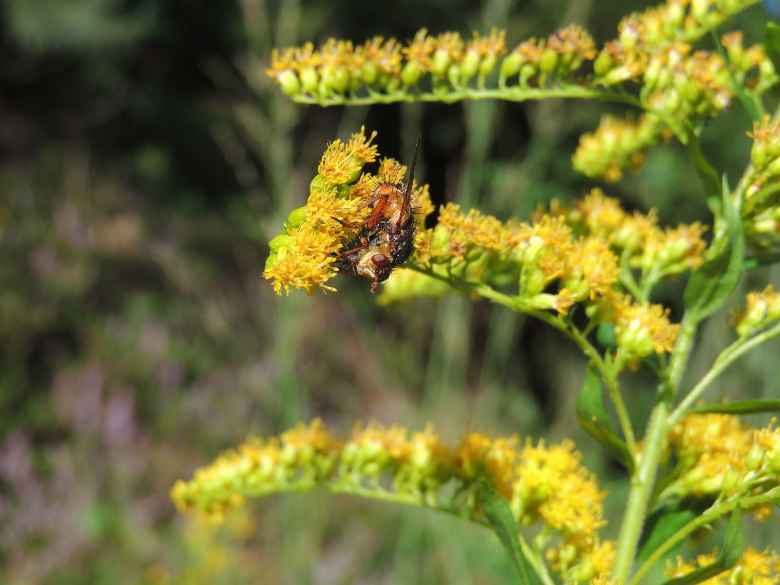 Nikon Coolpix P510 sample photo. Flower, honey, fly photography