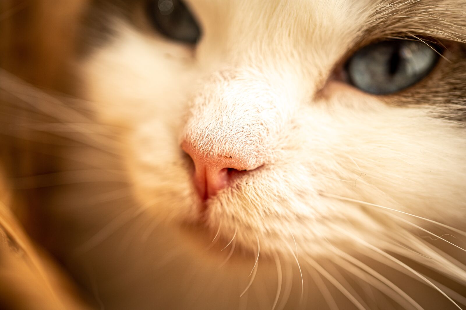 Sony a9 II sample photo. Cat, nose, animal photography