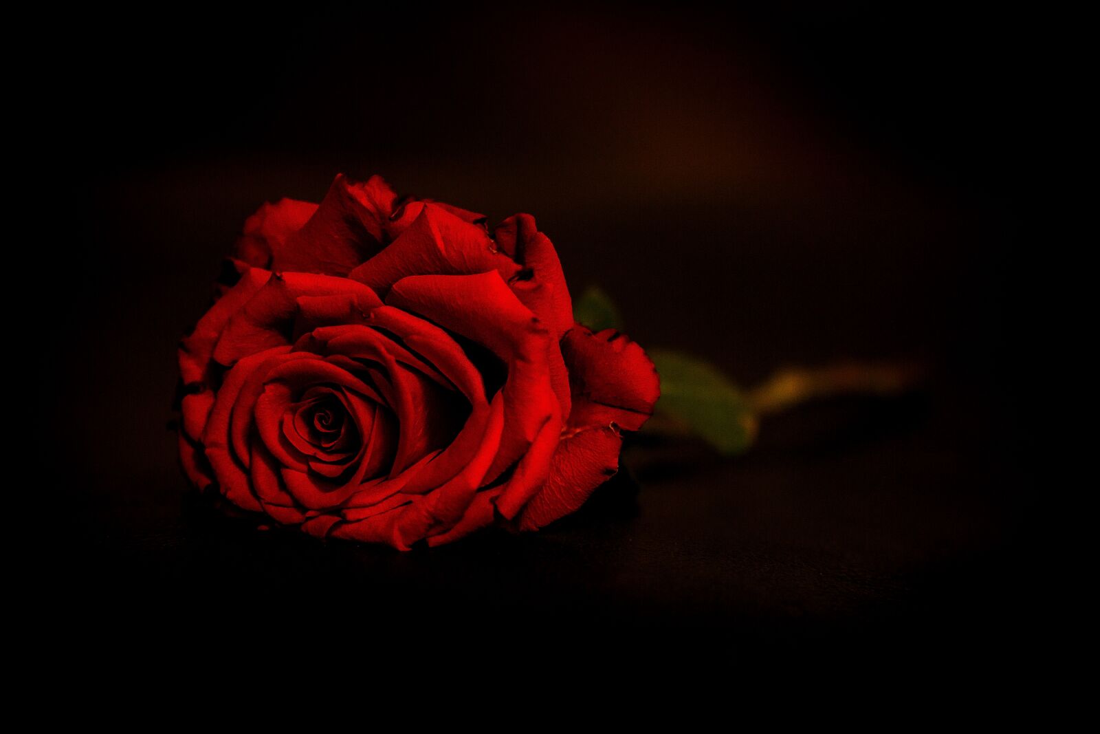 Canon EOS 600D (Rebel EOS T3i / EOS Kiss X5) sample photo. Rose, flower, petal photography