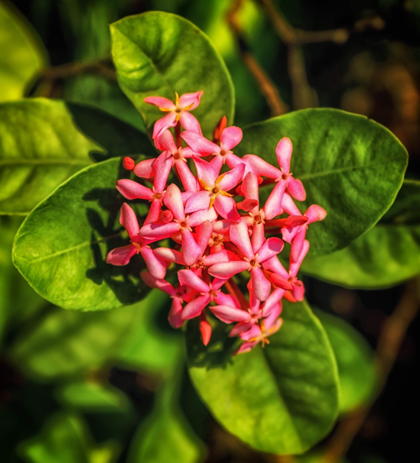 Nikon D3400 sample photo. West indian jasmine, flowers photography