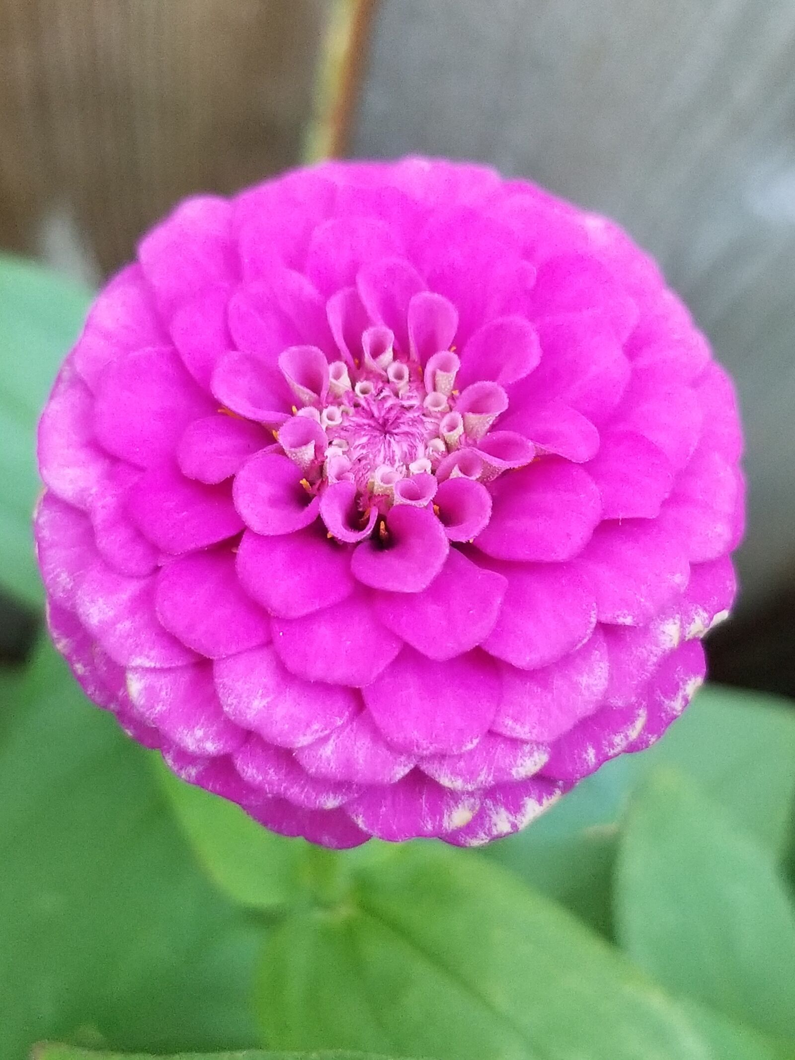 Samsung Galaxy S8+ sample photo. Nature, spring, colorful photography