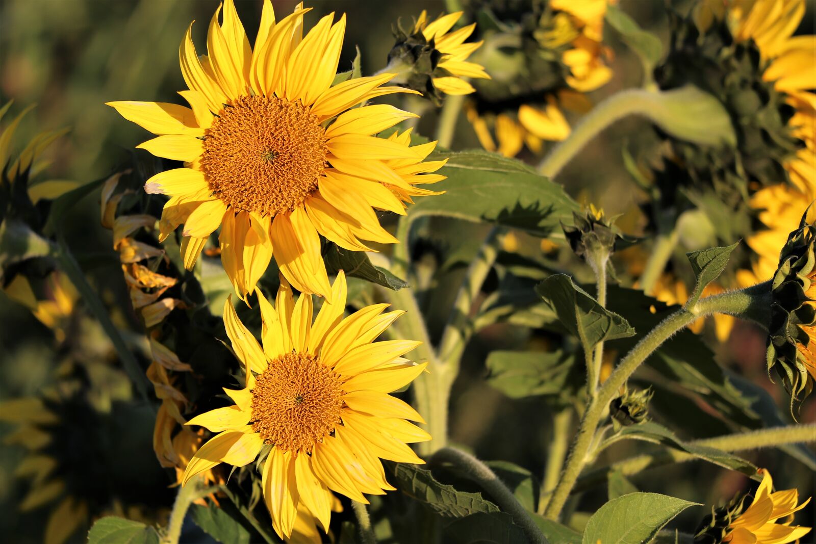 Canon EF 70-300 F4-5.6 IS II USM sample photo. Sunflower, plant, bush photography