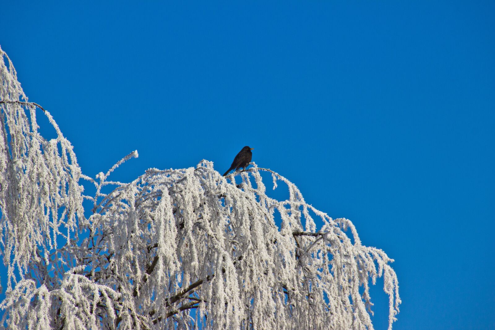 Canon EOS 600D (Rebel EOS T3i / EOS Kiss X5) sample photo. Winter, hoarfrost, bird photography